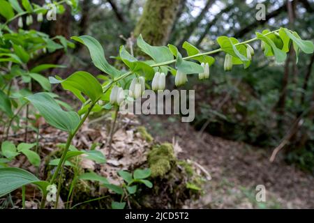 Le phoque angulaire de Salomon (Polygonatum odoratum) fleurit de fleurs blanches suspendues tubulaires Banque D'Images