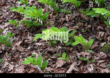 Le phoque angulaire de Solomon (Polygonatum odoratum) laineux feuilles vertes fraîches et fleurs blanches accrochées qui poussent à l'état sauvage dans une forêt de Galice, en Espagne Banque D'Images