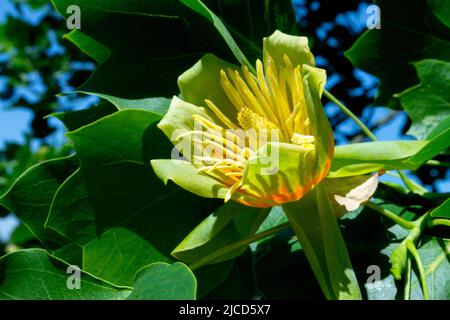 Tulipe, fleur, Liriodendron tulipifera, Liriodendron, Bloom, Tulipe Poplar, violon Banque D'Images