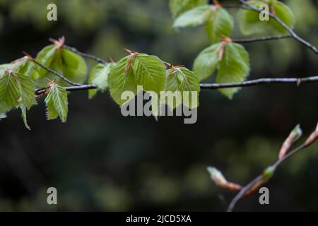 Fagus sylvatica (hêtre européen) feuillage de printemps frais et vert Banque D'Images