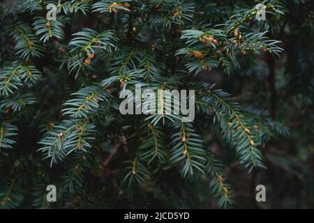 Taxus Baccata ou if européen feuillage vert foncé et fleurs mâles Banque D'Images