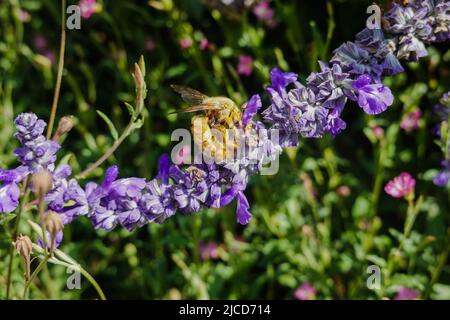 Mâle Valley Carpenter Bee ( Xylocopa sonorina ) également connu sous le nom d'abeille d'ours Teddy à la recherche de pollen sur une fleur de salvia pourpre Banque D'Images