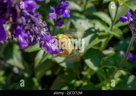 Mâle Valley Carpenter Bee ( Xylocopa sonorina ) également connu sous le nom d'abeille d'ours Teddy à la recherche de pollen sur une fleur de salvia pourpre Banque D'Images