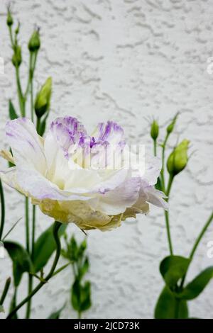 Lisianthus mariachi bleu brumeux Banque D'Images