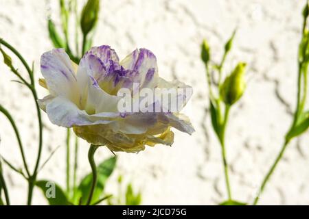 Lisianthus mariachi bleu brumeux Banque D'Images