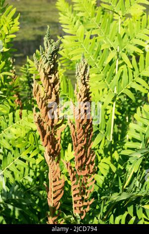 Osmunda regalis frondes et feuilles de la Fern royale, frondes fertiles porteuses de pores Banque D'Images