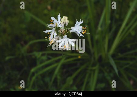 Lily de St Bernard (Anthericum liliago) fleurs blanches Banque D'Images