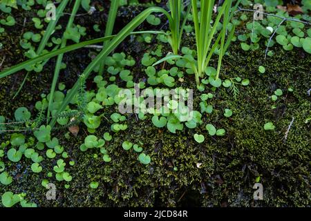 Feuilles vertes de Navelwort, plante succulente poussant sur une forêt humide ombragée de mousses Banque D'Images