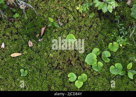 Feuilles vertes de Navelwort, plante succulente poussant sur une forêt humide ombragée de mousses Banque D'Images