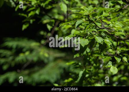 Feuilles vertes de poire sauvage européenne (Pyrus pyraster) Banque D'Images