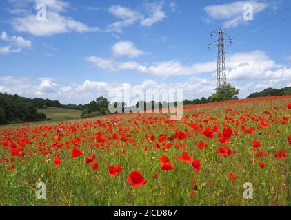 Epsom Downs, Surrey, Royaume-Uni. 12th juin 2022. Un peu de rouge dans la campagne du Surrey. Les magnifiques coquelicots offrent un affichage éblouissant sous le soleil sur les North Downs près d'Epsom. Crédit : Julia Gavin/Alamy Live News Banque D'Images