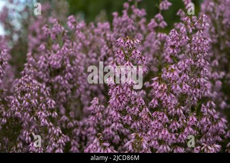 Héath espagnol (Erica australis) fleurs roses Banque D'Images