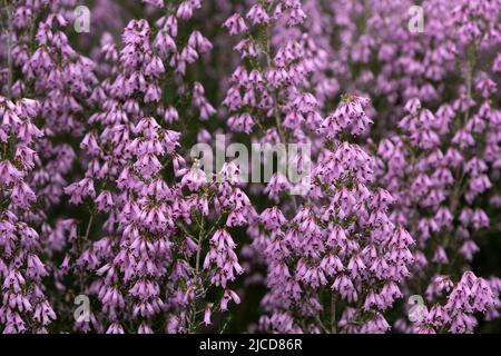 Héath espagnol (Erica australis) fleurs roses Banque D'Images