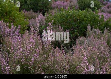 Héath espagnol (Erica australis) fleurs roses Banque D'Images