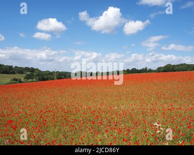 Epsom Downs, Surrey, Royaume-Uni. 12th juin 2022. Un peu de rouge dans la campagne du Surrey. Les magnifiques coquelicots offrent un affichage éblouissant sous le soleil sur les North Downs près d'Epsom. Crédit : Julia Gavin/Alamy Live News Banque D'Images