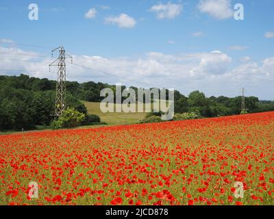 Epsom Downs, Surrey, Royaume-Uni. 12th juin 2022. Un peu de rouge dans la campagne du Surrey. Les magnifiques coquelicots offrent un affichage éblouissant sous le soleil sur les North Downs près d'Epsom. Crédit : Julia Gavin/Alamy Live News Banque D'Images