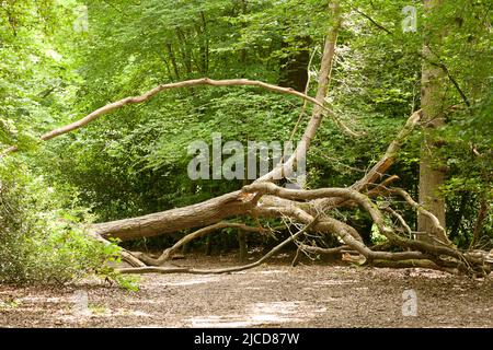 Fraise Hill Pond Epping Forest Essex, Angleterre Royaume-Uni Europe Banque D'Images