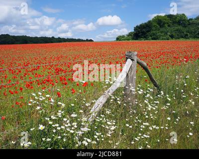 Epsom Downs, Surrey, Royaume-Uni. 12th juin 2022. Un peu de rouge dans la campagne du Surrey. Les magnifiques coquelicots offrent un affichage éblouissant sous le soleil sur les North Downs près d'Epsom. Crédit : Julia Gavin/Alamy Live News Banque D'Images