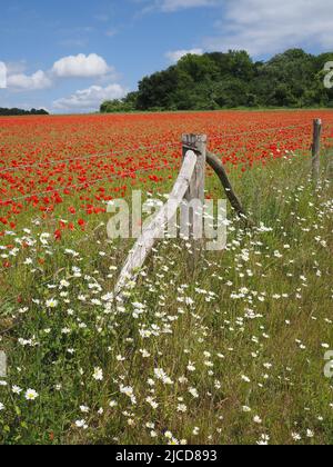 Epsom Downs, Surrey, Royaume-Uni. 12th juin 2022. Un peu de rouge dans la campagne du Surrey. Les magnifiques coquelicots offrent un affichage éblouissant sous le soleil sur les North Downs près d'Epsom. Crédit : Julia Gavin/Alamy Live News Banque D'Images