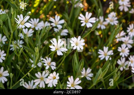 Fleurs blanches sauvages de l'éperon de marais (Stellaria palustris) Banque D'Images