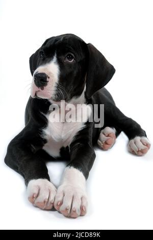 Jeune et doux chien repose sur un fond blanc Banque D'Images