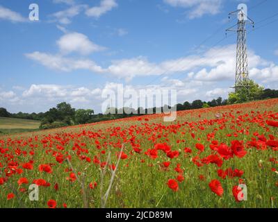 Epsom Downs, Surrey, Royaume-Uni. 12th juin 2022. Un peu de rouge dans la campagne du Surrey. Les magnifiques coquelicots offrent un affichage éblouissant sous le soleil sur les North Downs près d'Epsom. Crédit : Julia Gavin/Alamy Live News Banque D'Images