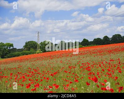 Epsom Downs, Surrey, Royaume-Uni. 12th juin 2022. Un peu de rouge dans la campagne du Surrey. Les magnifiques coquelicots offrent un affichage éblouissant sous le soleil sur les North Downs près d'Epsom. Crédit : Julia Gavin/Alamy Live News Banque D'Images