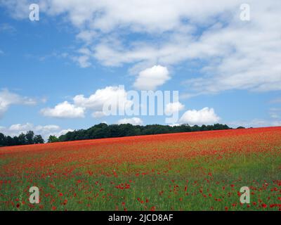 Epsom Downs, Surrey, Royaume-Uni. 12th juin 2022. Un peu de rouge dans la campagne du Surrey. Les magnifiques coquelicots offrent un affichage éblouissant sous le soleil sur les North Downs près d'Epsom. Crédit : Julia Gavin/Alamy Live News Banque D'Images