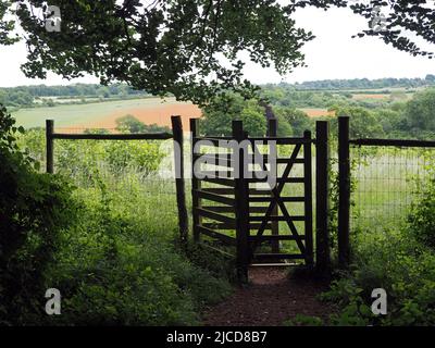 Epsom Downs, Surrey, Royaume-Uni. 12th juin 2022. Un peu de rouge dans la campagne du Surrey. Les magnifiques coquelicots offrent un affichage éblouissant sous le soleil sur les North Downs près d'Epsom. Crédit : Julia Gavin/Alamy Live News Banque D'Images