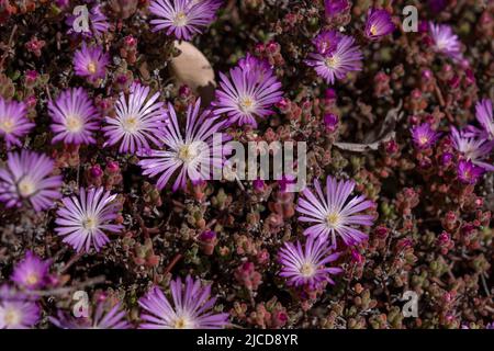 Plante de rosée pâle (Drosanthemum floribundum) plante succulente fleurs de couleur lavande Banque D'Images