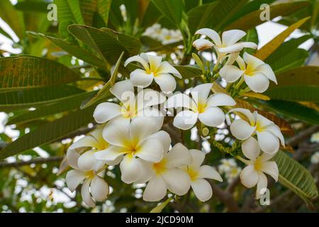 Un bouquet de fleurs frangipani blanches il fleurit sur les branches avec un fond de feuille verte alternant avec quelques feuilles jaunes. Banque D'Images