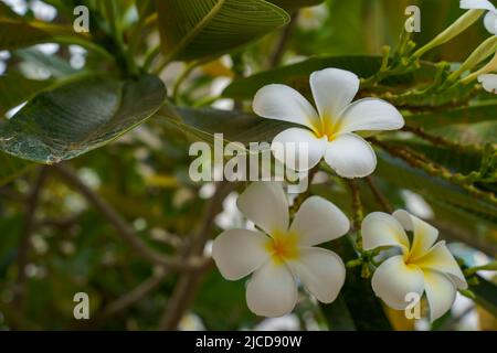 Un bouquet de fleurs frangipani blanches il fleurit sur les branches avec un fond de feuille verte alternant avec quelques feuilles jaunes. Banque D'Images