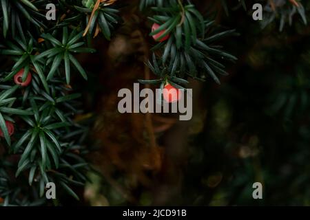 Taxus Baccata ou yew européen feuillage vert foncé et cônes de graines rouge vif arin Banque D'Images