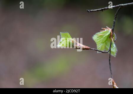 Fagus sylvatica (hêtre européen) des feuilles vertes fraîches poussent Banque D'Images