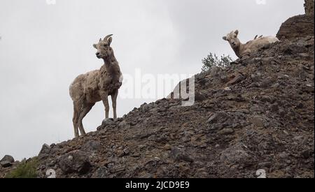 Le mouflon d'Amérique (Ovis canadensis) est l'espèce de gros gibier la plus rare du Dakota du Nord. ÉTATS-UNIS Banque D'Images