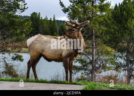 Bull Moose, un jeune animal mangeant de l'herbe verte lors d'une pluie sur le bord de la route, Etats-Unis Banque D'Images