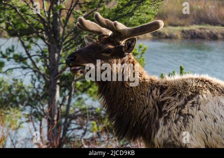 Bull Moose, un jeune animal mangeant de l'herbe verte lors d'une pluie sur le bord de la route, Etats-Unis Banque D'Images