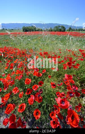 Champs de coquelicots en mai près du lac Volvi au sommet de la péninsule de Chalkidiki, en Macédoine, dans le nord de la Grèce. Banque D'Images