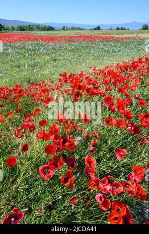 Champs de coquelicots en mai près du lac Volvi au sommet de la péninsule de Chalkidiki, en Macédoine, dans le nord de la Grèce. Banque D'Images