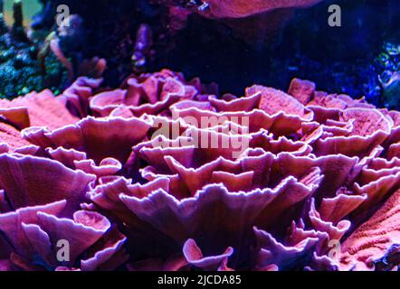 Coraux multicolores dans un aquarium marin. Aquarium d'aventure, Camden, New Jersey, États-Unis Banque D'Images