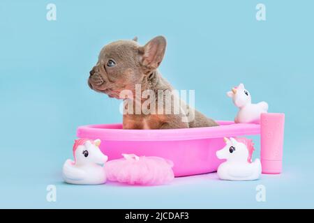 Isabella French Bulldog chien chiot dans la baignoire rose avec des canards en caoutchouc sur fond bleu Banque D'Images