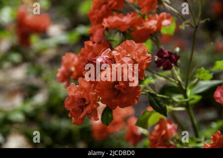 Plantes rouges sauvages dans la nature, l'environnement et la vie Banque D'Images