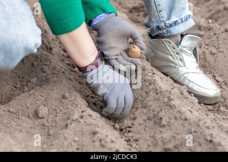 Une femme agriculteur plante manuellement des tubercules de pomme de terre dans le sol. Préparation pour la saison du jardin. Pommes de terre de semence. Agriculteur plantant des pommes de terre biologiques à fertil Banque D'Images