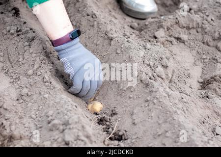 Une femme agriculteur plante manuellement des tubercules de pomme de terre dans le sol. Préparation pour la saison du jardin. Pommes de terre de semence. Agriculteur plantant des pommes de terre biologiques à fertil Banque D'Images