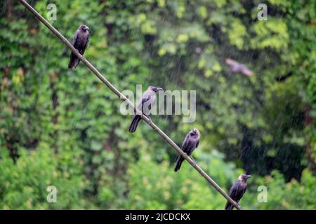 Nid-de-Corbeau sous la pluie assis sur un fil métallique sous la pluie. Banque D'Images