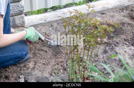 Le jardinier ramasse le sol pour la plantation. Travailler dans le jardin. Les mains des femmes en gants tiennent un outil de jardin et se desserrent le sol, prenant soin et poussent Banque D'Images