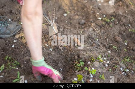 Le jardinier ramasse le sol pour la plantation. Travailler dans le jardin. Les mains des femmes en gants tiennent un outil de jardin et se desserrent le sol, prenant soin et poussent Banque D'Images