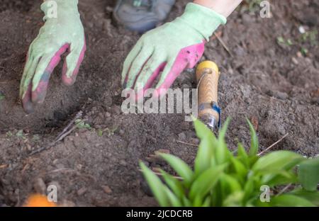 Le jardinier ramasse le sol pour la plantation. Travailler dans le jardin. Les mains des femmes en gants tiennent un outil de jardin et se desserrent le sol, prenant soin et poussent Banque D'Images