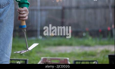 Une femme caucasienne jardinière dans le jardin montre un râteau. Le concept de jardinage et d'été durable. Main de femme avec un outil de jardin. Peigne du broyeur pour Banque D'Images