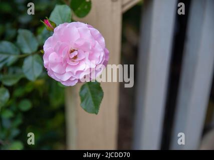 Belle grande rose ronde avec des pétales ouverts doux sur un buisson vert croissant à côté d'une marche extérieure avec main courante en bois jaune rustique, sunli naturel Banque D'Images